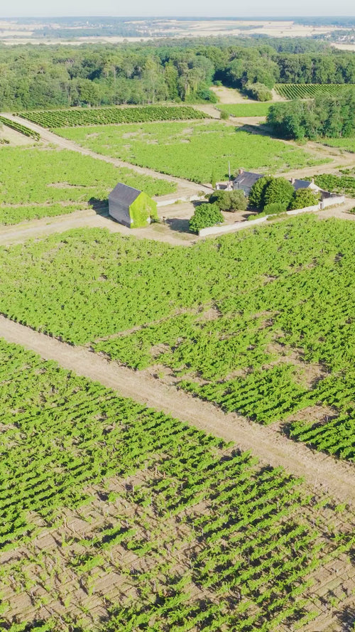 Survol des vignes du Domaine Dozon (mobile)